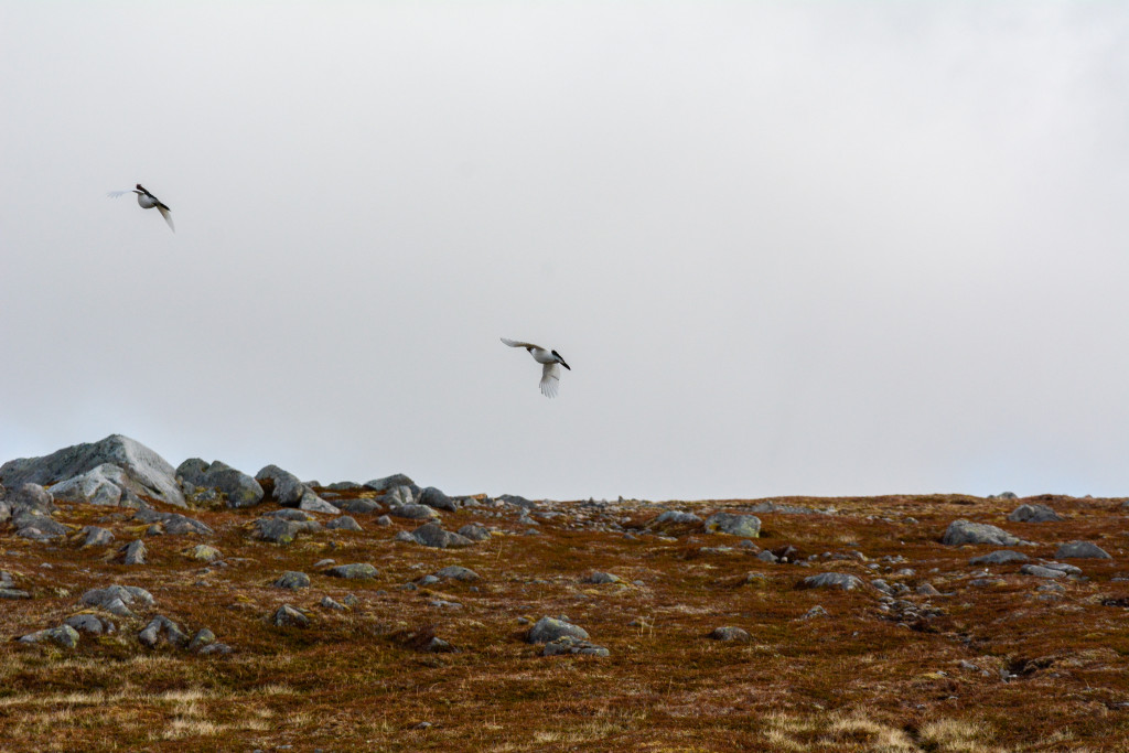 _DSC1485.jpg