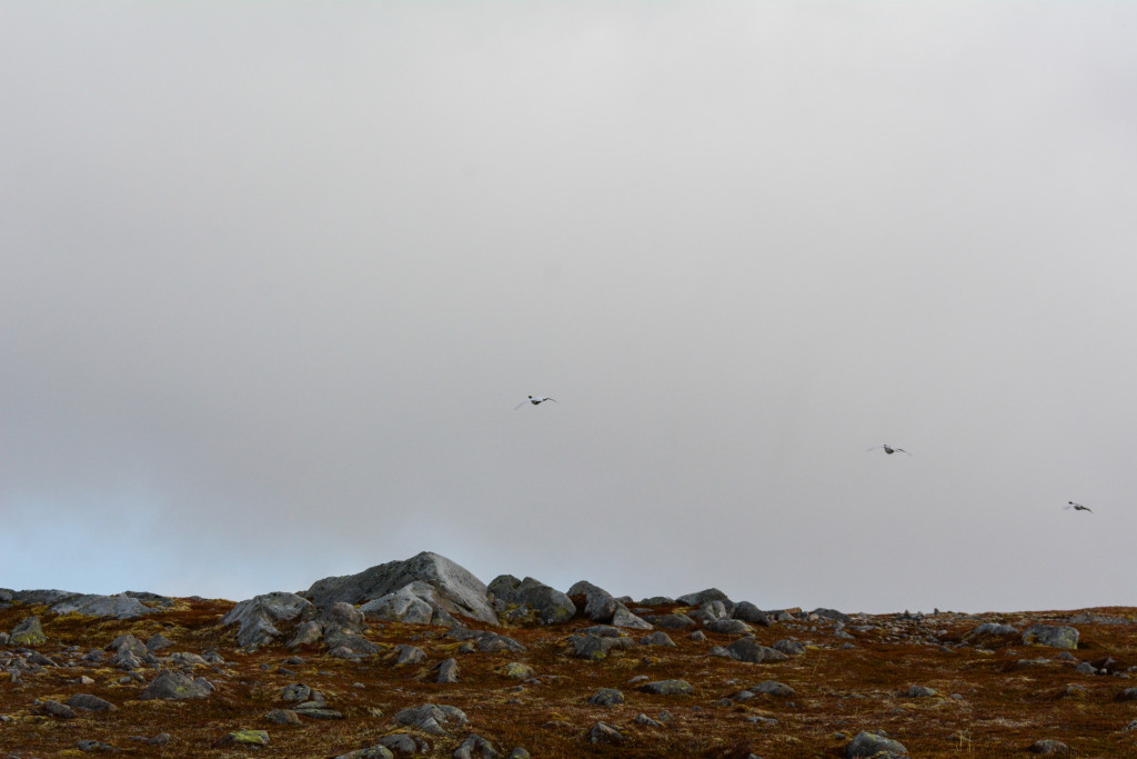 _DSC1493.jpg