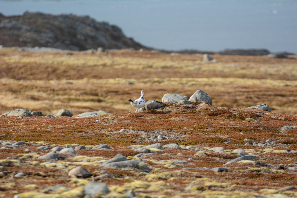 _DSC1504.jpg