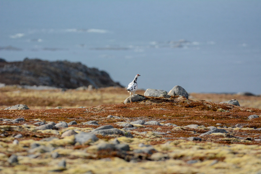 _DSC1505.jpg