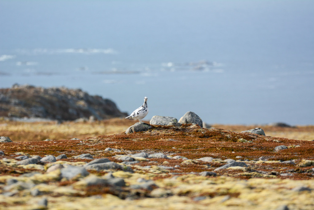 _DSC1523.jpg
