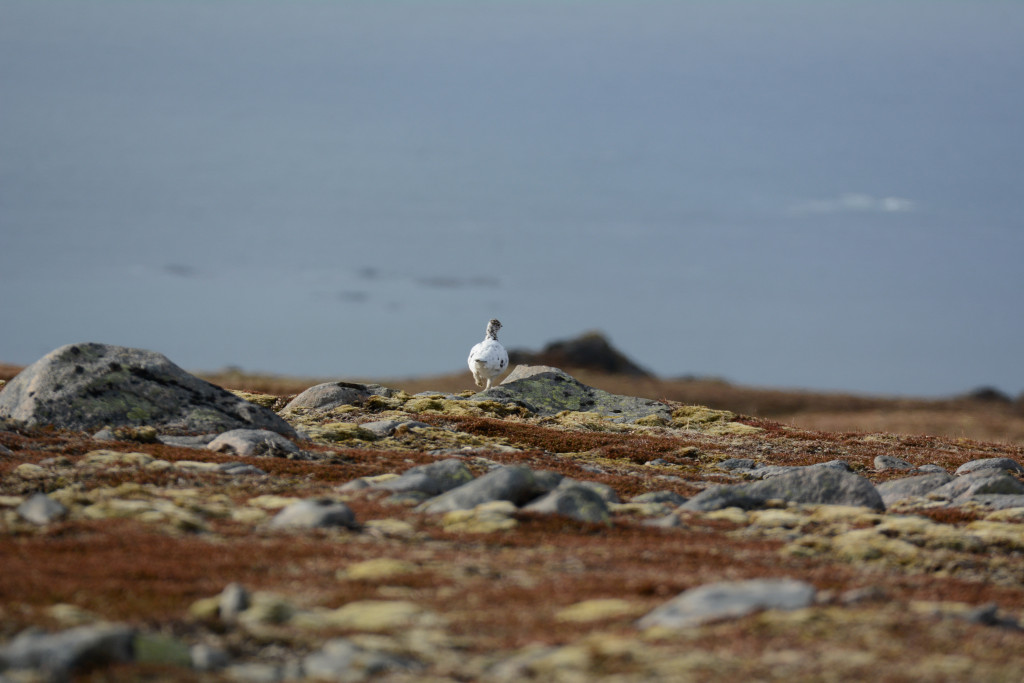 _DSC1527.jpg