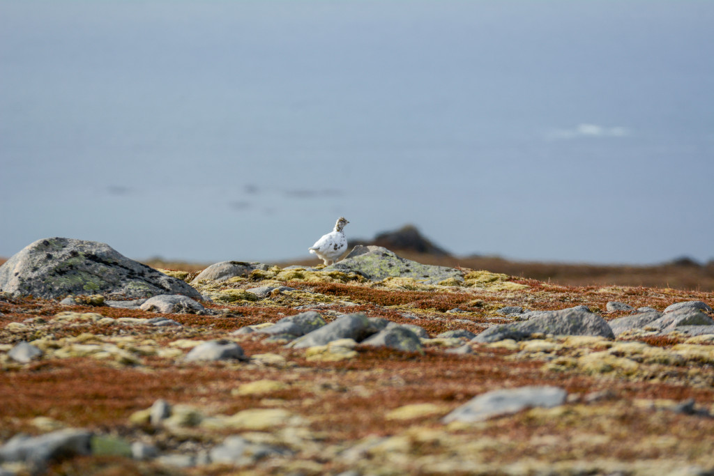 _DSC1528.jpg