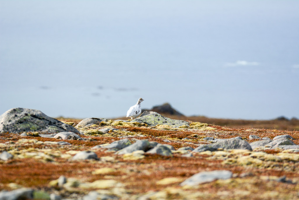 _DSC1529.jpg