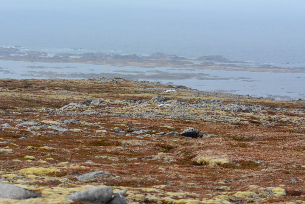 _DSC1535.jpg