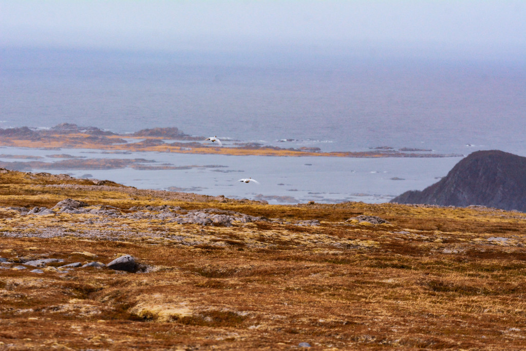 _DSC1541.jpg