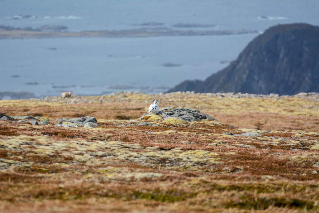 _DSC1566.jpg
