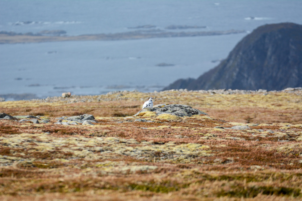 _DSC1574.jpg