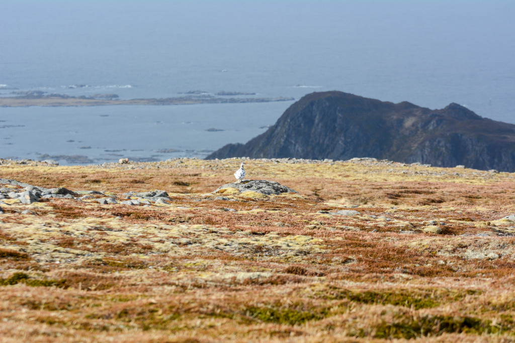 _DSC1579.jpg
