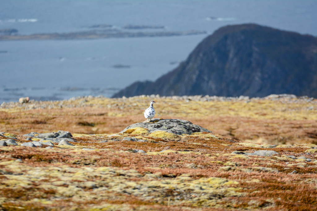 _DSC1580.jpg