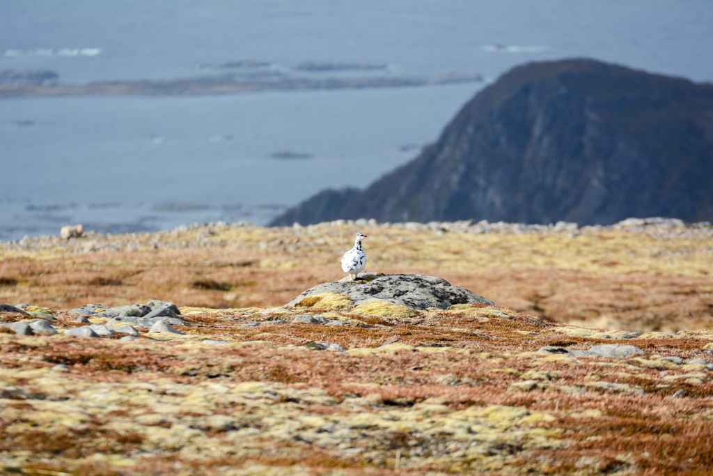 _DSC1581.jpg