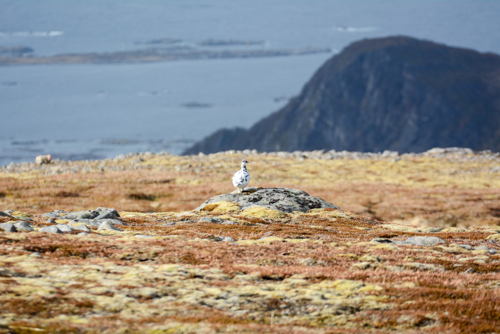 _DSC1582.jpg