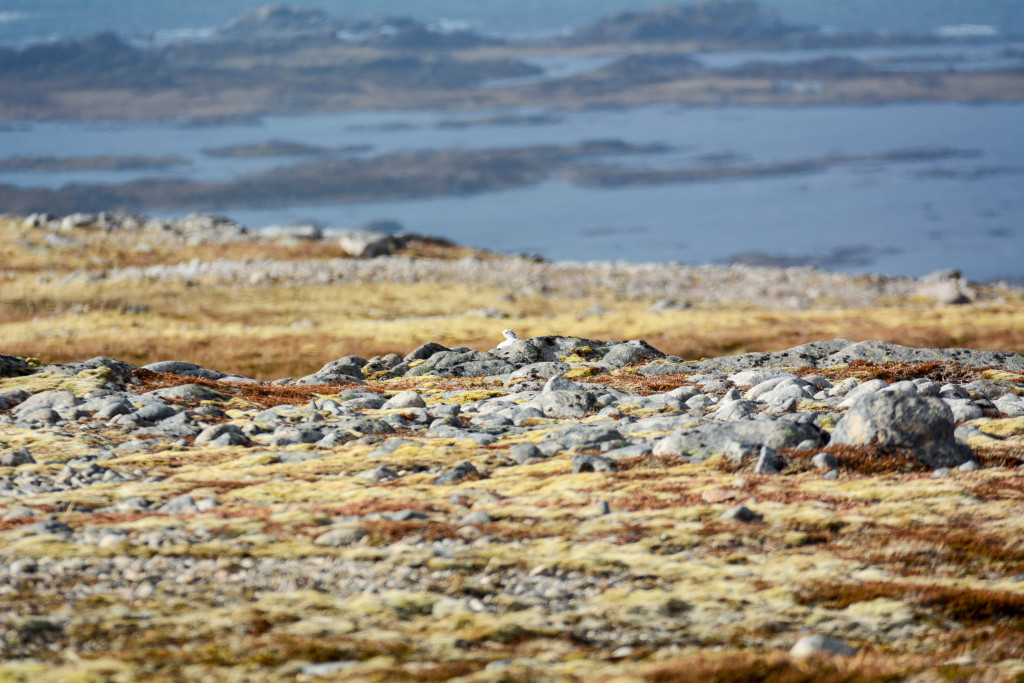 _DSC1584.jpg