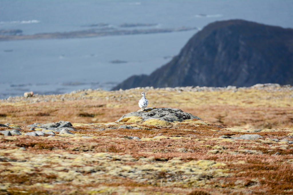 _DSC1585.jpg